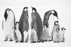 A group of adult Emperor penguins and chicks standing together.