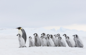 Group of Emperor penguin chicks following Emperor adult.