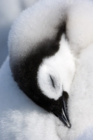 Sleeping Penguin Chick