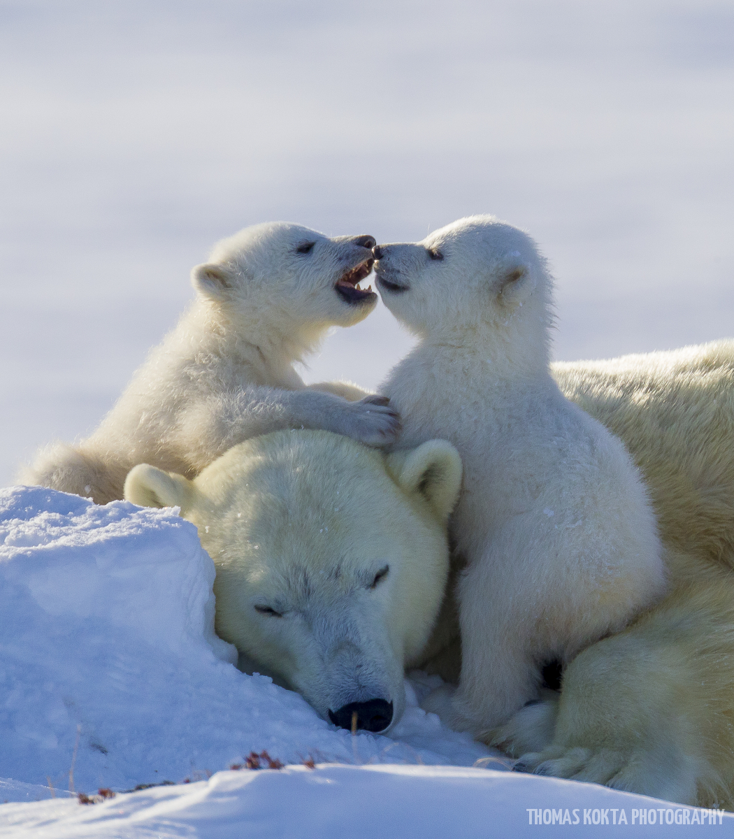 Polar Bear Photo: Playful Cubs (zoomed-in)