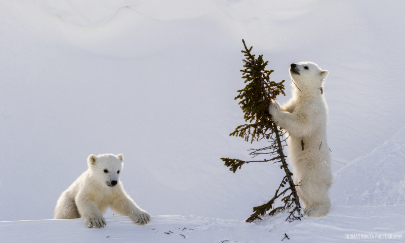Polar Bear Photo: Two Cubs and a Tree