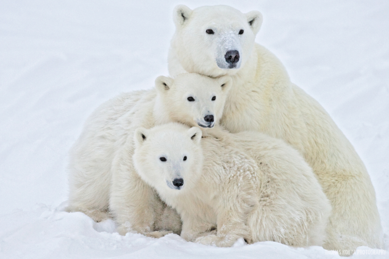 Polar Bear Photo: Eight Eyes (light)