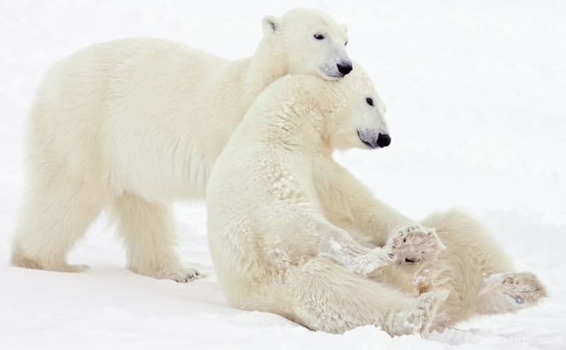 Polar Bear Photo: Playing