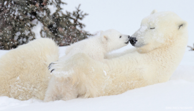 Polar Bear Photo: Nose Kiss (zoomed-in)