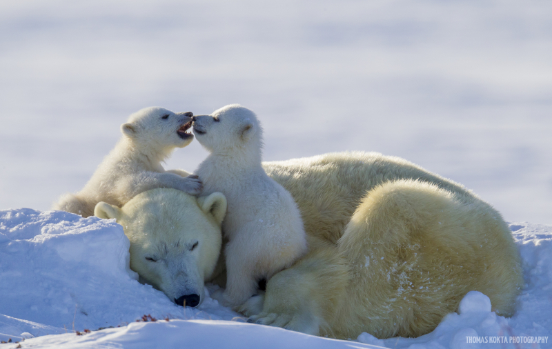 Polar Bear Photo: Playful Cubs (zoomed-out)