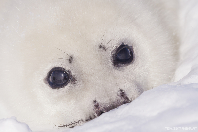 Upclose Seal