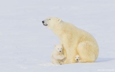 Polar Bear Photo: Protecting Cubs (zoomed-out)