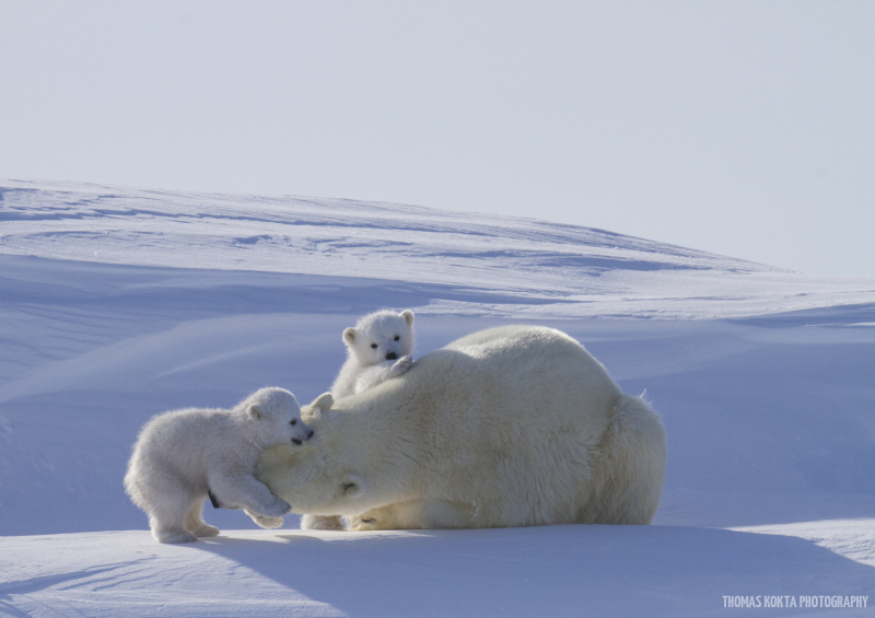 Polar Bear Photo: Mama and Twins