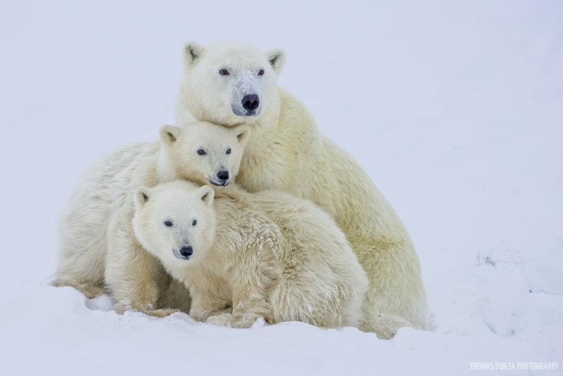 Polar Bear Photo: Eight Eyes (dark)