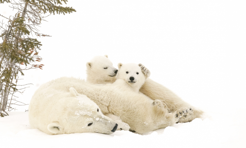Polar Bear Photo: Relaxing Cubs