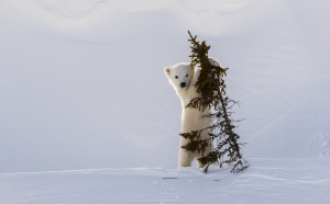 Polar Bear Photo: Cub and a Tree