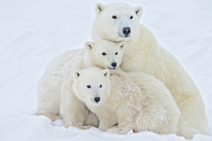 Polar Bear Photo: Eight Eyes (light)