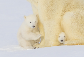 Polar Bear Photo: Protecting Cubs (zoomed-in)
