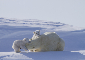 Polar Bear Photo: Mama and Twins