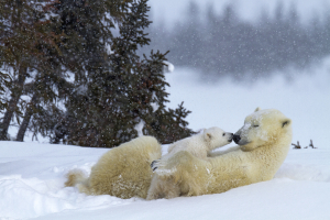 Polar Bear Photo: Nose Kiss (zoomed-out)