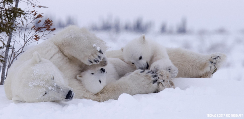 Polar Family Playtime