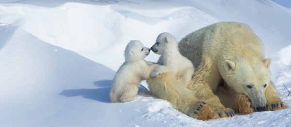 Polar Bear Paw Learn about Polar Bears Kids Learning