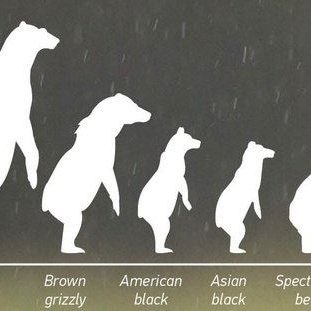 How big are polar bears? A size comparison