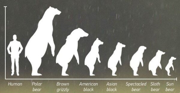 Kids - Size & Weight of Polar Bears - Polar Bear Babies