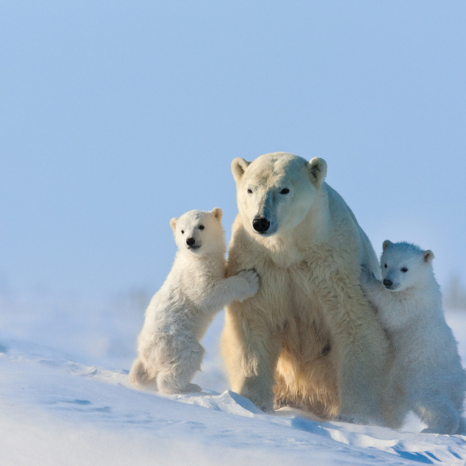 Polar Bear Mama with Twin Cubs