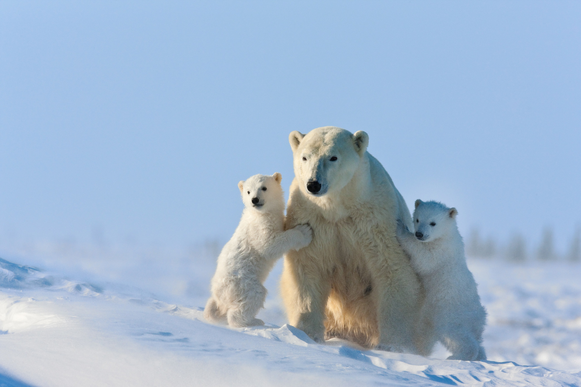 Polar Bear Mama with Twin Cubs