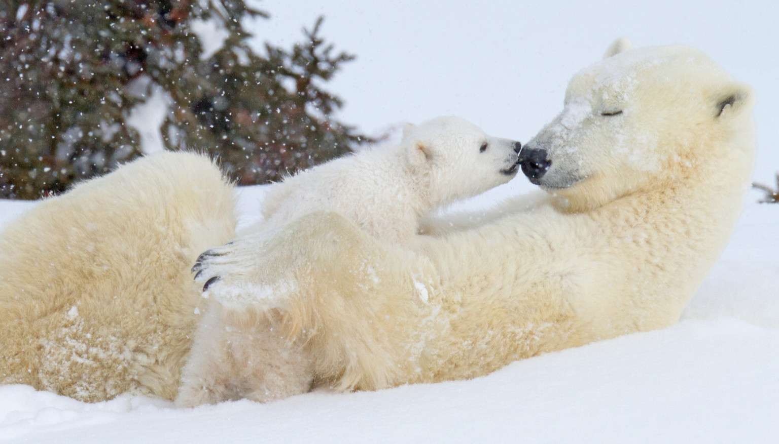 white polar bear teddy