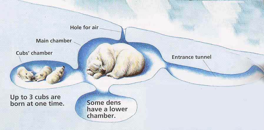 Polar Bear Den Diagram with Mama & 3 Cubs